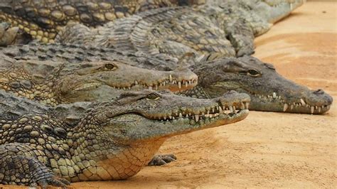 hermes buys crocodile farm|hermes crocodile vs alligator.